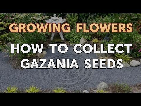 How to Grow Lantana From Saved Seeds