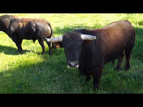 Concurso de Recortes con Toros Bravos Zamora 2022