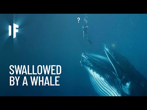 What Would Happen If You Got Swallowed by a Whale?