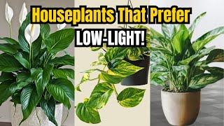 Transform Your Space with Low-Light Plants | No Sun? No Problem!