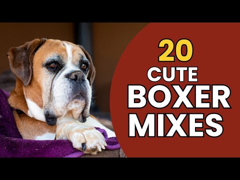 20 Unbelievably Cute Boxer Mixes!