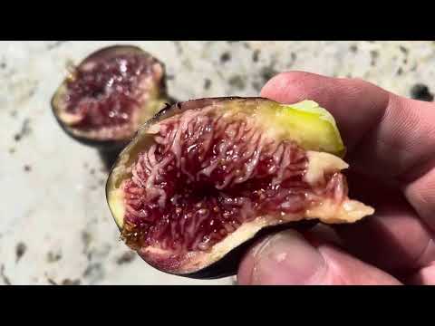 Casa di Lazzaro aka Mario #50 - Black Madeira type 🤯