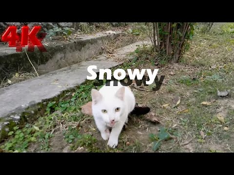 4K Video - Cute, Funny and Wild Cats Meal Video 05 Nov 2021 - Street Cats