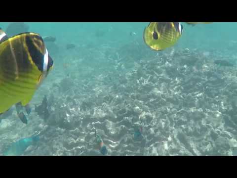 Scuba in Kauai at Beach House
