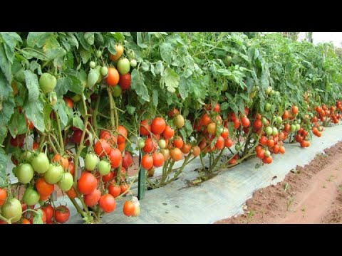 , title : '9 Mistakes To Avoid When Growing Tomatoes'