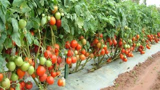 9 Mistakes To Avoid When Growing Tomatoes