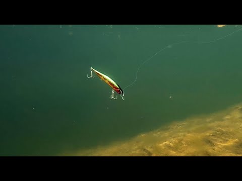 Lure Masterclass: Realis Jerkbait 120SP Pike - How To