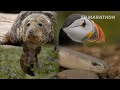 5 Hours Of Legendary British Wildlife 4K Documentary