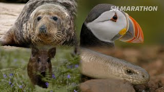 5 Hours of Legendary British Wildlife (4K Documentary)