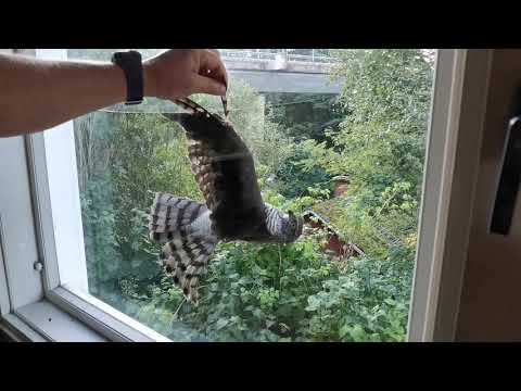 Haukka jäi kiinni ikkunalasiin