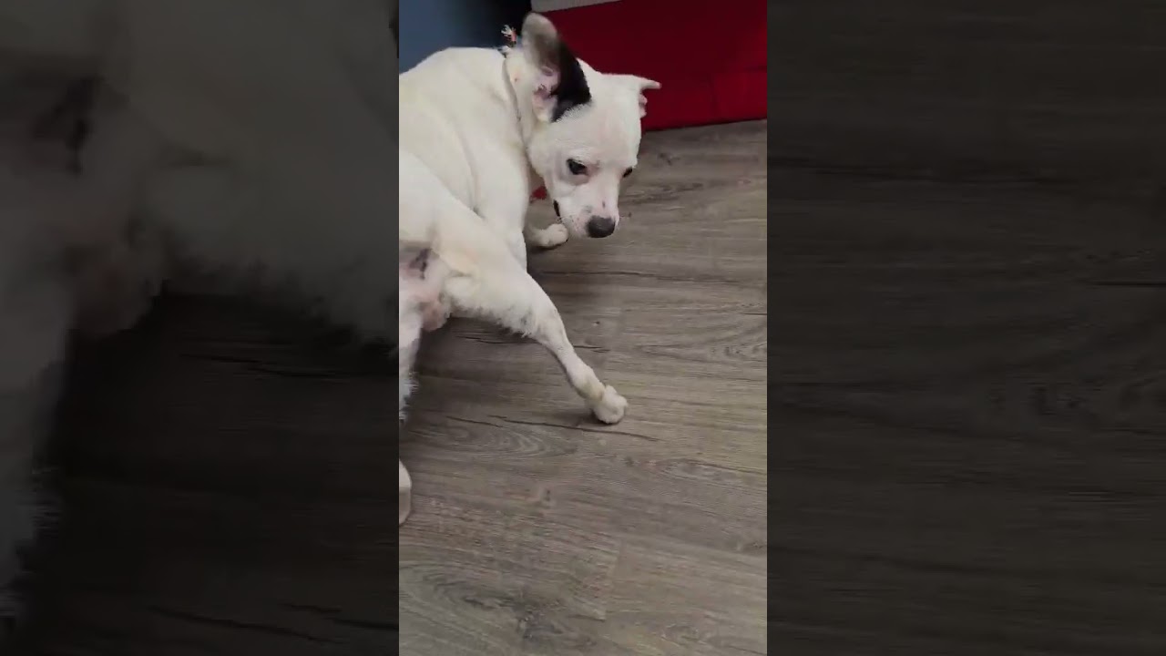 Auggie, a ADOPTABLE mixed breed in Boulder, CO video 2/4