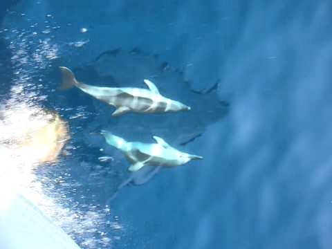 3 dolphins playing full speed..