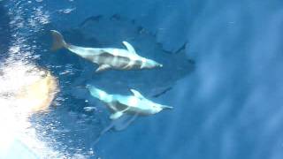 Dolphin cards 3 Dolphins Playing Full Speed Skopelos