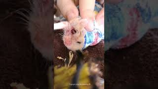 Dwarf Hamster eyeball bleeding | baby hamster eyes injured|