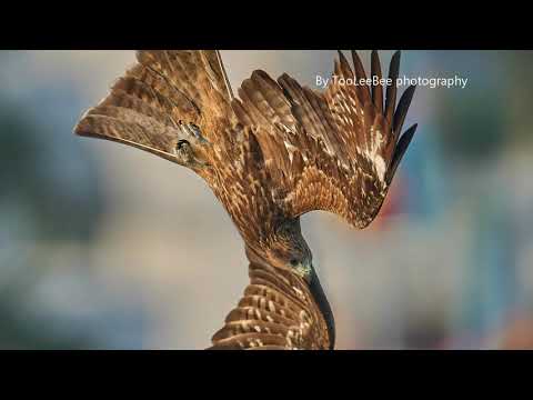 Sony A6600 AFC performanceSony FE 600mm f/4 GM OSS+SEL14TC/ SEL20TC