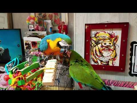 FRIDAY NIGHT POPCORN PARTY AT THE SHARYN ZOO 🎉 FUNNY PARROTS  CUTE MINI PIG 💖