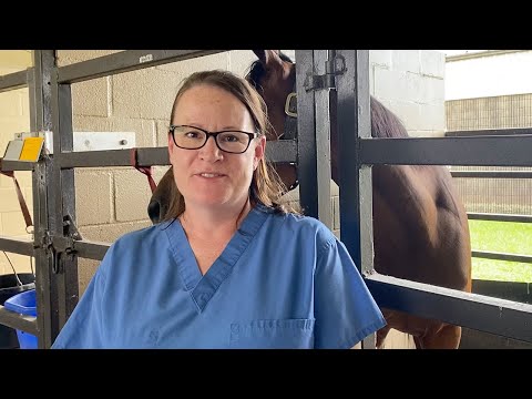 Innovations in the Treatment of Horse Fractures and Equine Surgery with Dr. Laura Riggs