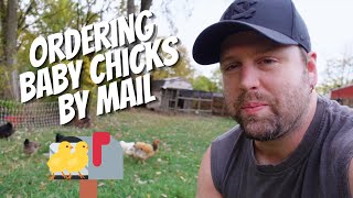 Is It Safe To Order Chickens Online | Ordering Baby Chicks By Mail | Best Way To Buy Baby Chicks