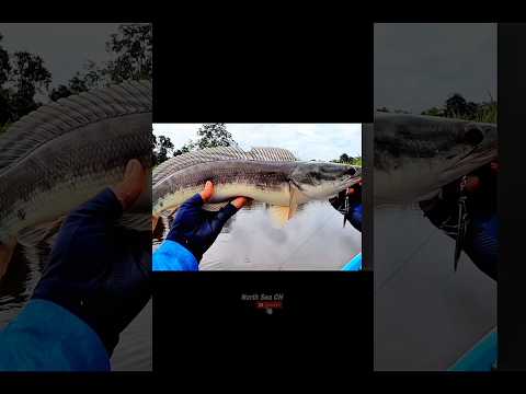 Fantastic❗️ Fishing For Big Fish in The River #shorts #fishing