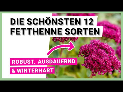 Die 12 schönsten Fetthenne Sorten für ihre Bepflanzung