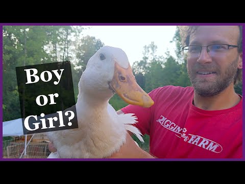 Quickly Identify Pekin Duck Gender - Super Easy!