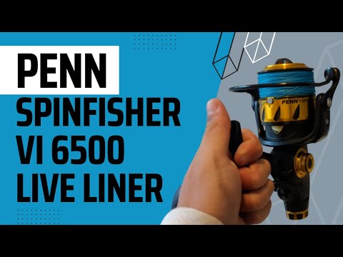 Penn Spinfisher VI 6500 Live Liner | Unboxing + Live footage