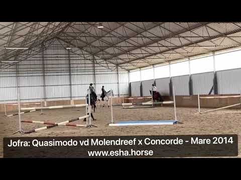 Jofra: Quasimodo van de Molendreef x Concorde