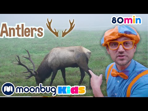 Blippi Visits the Wildlife Park | Animals for Kids | Animal Cartoons | Learn about Animals