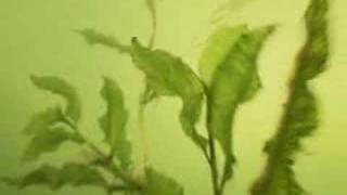 Julien Pearly - Right Where I Belong