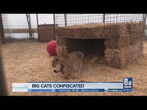 PETA rescues big cats from Joe Exotic's former roadside zoo