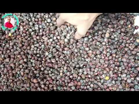 Brown juniper berrry hauber, packaging type: bag