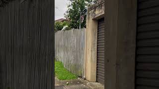 Australian pretty fruit thief