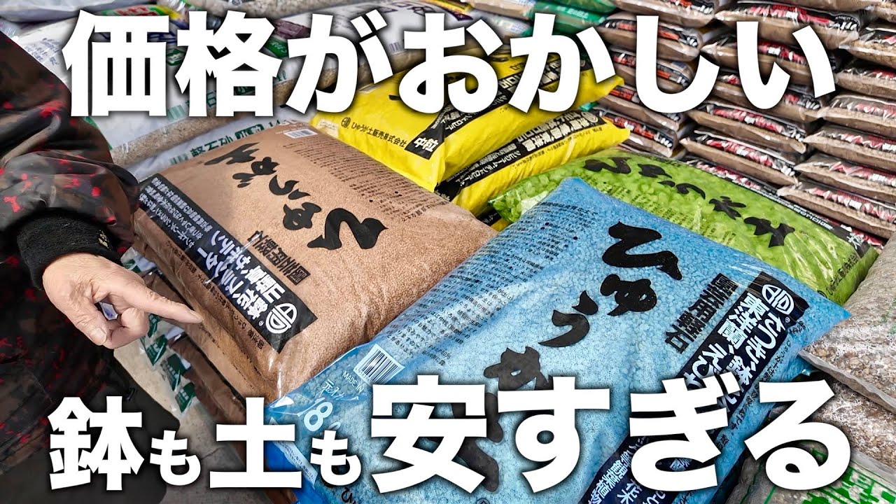【塊根植物】愛知にある激安園芸店の紹介と園芸歴50年の方の植物見学｜pachypodium