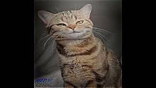 Download lagu PRESET KUCING VIRAL TIKTOK✨ DJ CIPERI PAM PAM#shorts mp3 Download lagu PRESET KUCING VIRAL TIKTOK✨ DJ CIPERI PAM PAM#shorts mp3