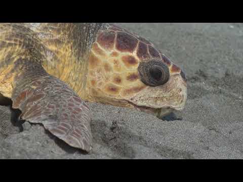 Rehabbed loggerhead turtle returns to the ocean from Florida beach