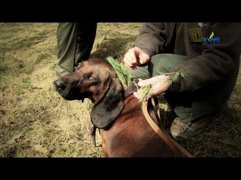 Darz Bór - odc. 56 - Posokowce i tropowce na zawodach