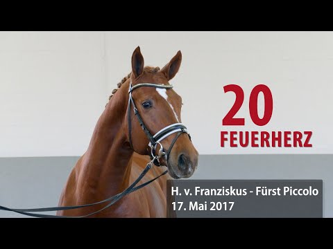 20 Feuerherz Hengst v. Franziskus - Fürst Piccolo