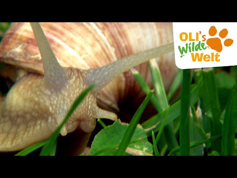 Sind Schnecken wirklich so langsam? | OLI's Wilde Welt