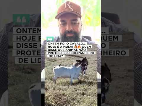 Mula protege cavalo: Lealdade animal em destaque na lida