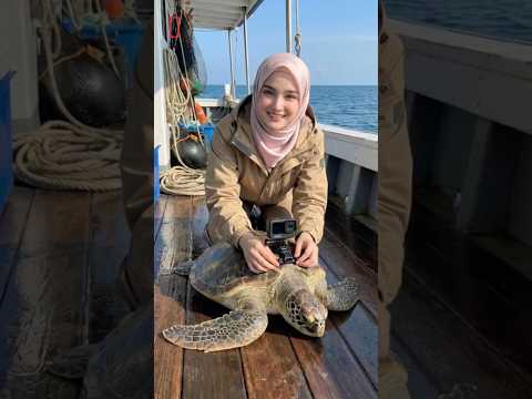 Giant Sea Turtle Explores a Sunken Cruise Liner🛳️ #shorts