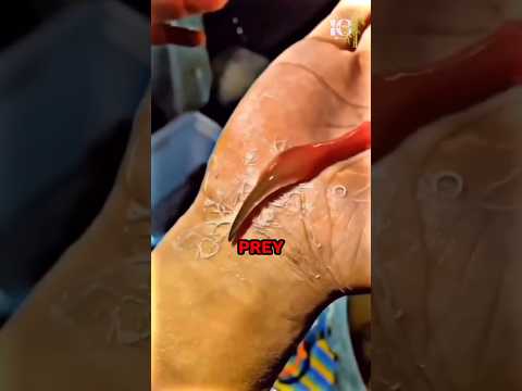 The most bizarre sea creature: Ribbon worm