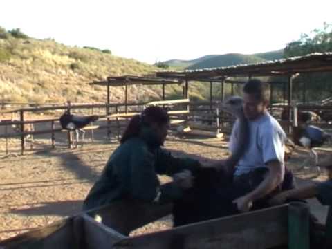 Jazda na strusiu w Oudtshoorn (2/2)