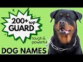 200 Guard Dog Names Tough Strong And Powerful Dog Names Male And Female Dog Names