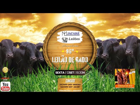 96° LEILÃO DE GADO - 12/09/2025 - ML JACARÉ LEILÕES - TAQUARITUBA/SP #agro #aovivo #pecuaria
