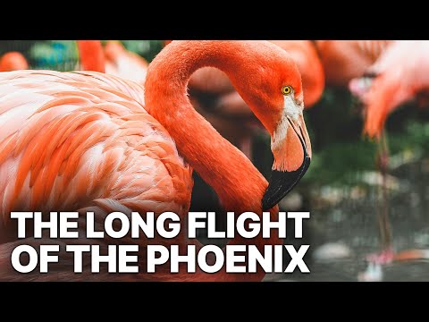 The Long Flight of the Phoenix | Flamingos Documentary