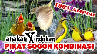 Download lagu PIKAT SOGON KOMBINASI ANAKAN DAN INDUKAN RIBUT | mp3 pikat sogon kombinasi 100% ampuh mp3