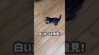 【子猫】白いボールに夢中なジジ！ひたすら遊び続ける⚪️🐈 #自慢のペット #保護ネコ #猫のいる生活