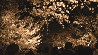 preview picture of video '神戸・王子動物園の夜桜通り抜け Cherry Blossoms Light-up in Kobe City Oji Zoo'