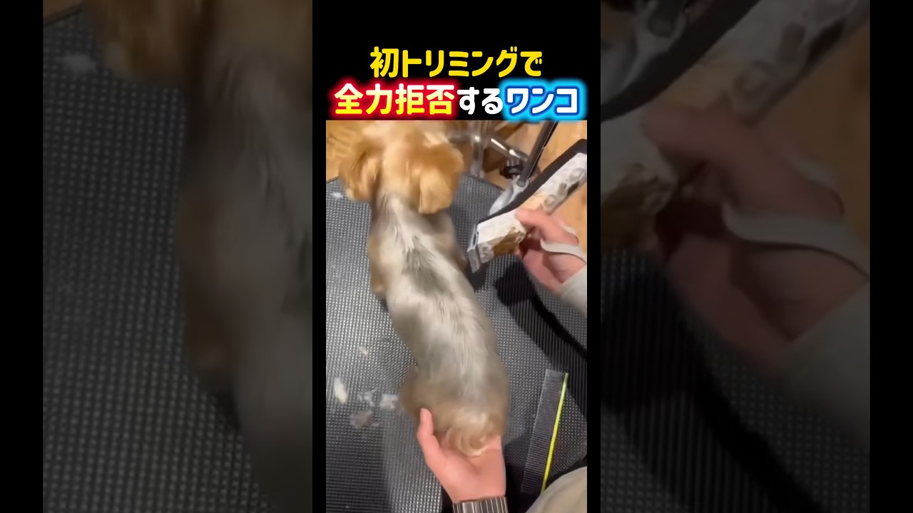 初トリミングで全力拒否するワンコ‼️