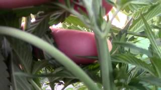 Asi es la marihuana hembra-la prima maria 13